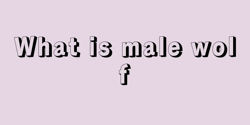 What is male wolf