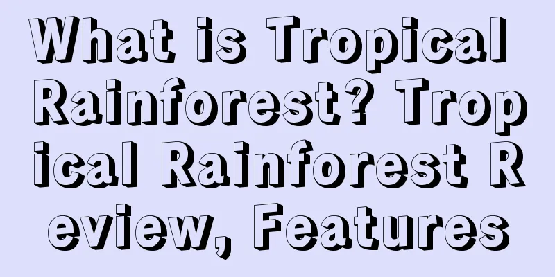 What is Tropical Rainforest? Tropical Rainforest Review, Features