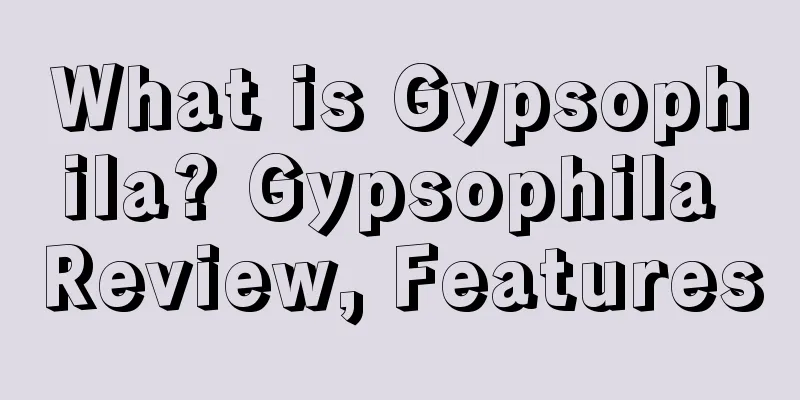 What is Gypsophila? Gypsophila Review, Features