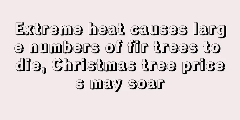Extreme heat causes large numbers of fir trees to die, Christmas tree prices may soar